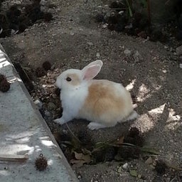 画像 うさぎ島 の記事より 1つ目