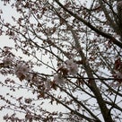 ヤリキレナイです。桜です。の記事より