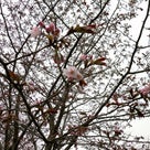 ヤリキレナイです。桜です。の記事より