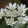 コリアンダーの花？！の画像