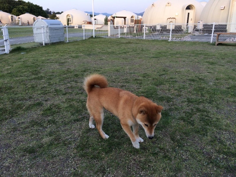 とれとれヴィレッジ 柴犬ハルと写真三昧の日々