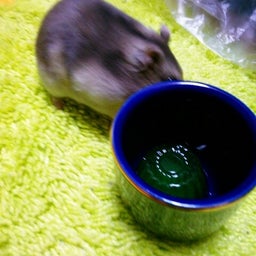 画像 はじめてのゼリー の記事より 7つ目