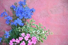 ピンク壁と花