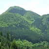 ツクシシャクナゲ満開の渡神岳の画像