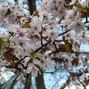 桜景色～の画像