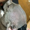 スリーワンズ、三匹三様でございまする。の画像