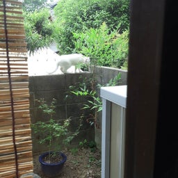 ねこよけ１