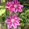 花の画像