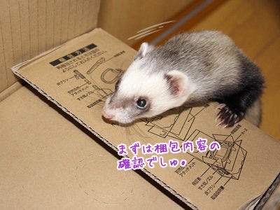 イタチ返し マキのブログ