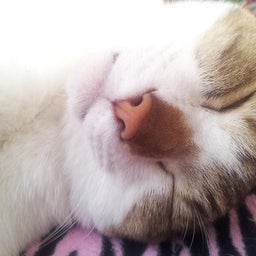 画像 猫にも涙 TT の記事より 1つ目