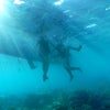 バンタヤン島の海でダイビングする ⑷の画像