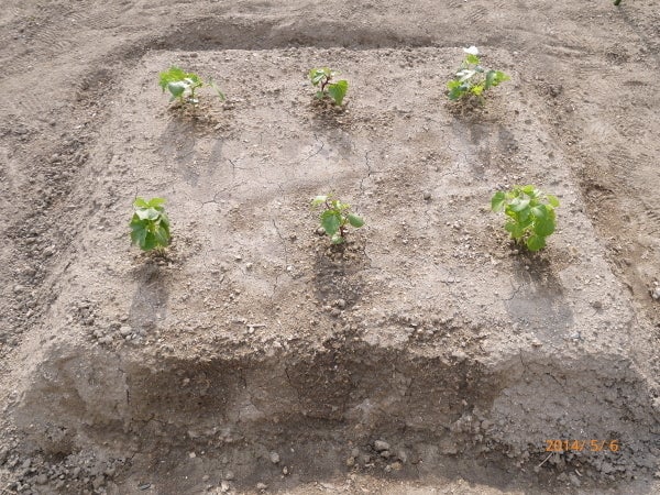 続・カチカチの粘土質土壌対策 | ニャハハの家庭菜園－ポタジェと水耕栽培