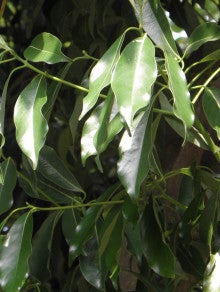 タブノキは こんな木です マテバシイとは他人のそら似 驚きの日々 日刊 祖師谷公園をめぐる四季