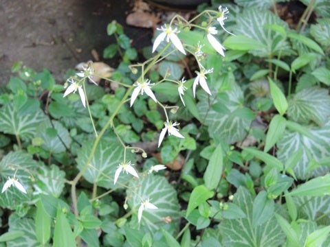 庭の花 ユキノシタ 葉は天ぷらで食べられる 白雪揚げ Kabukumono 執行雅臣 のブログ ファッション界の話題 街歩きの報告 気になる話 今を知る話