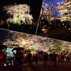 京都の桜  その弍の画像