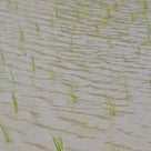 「川越の米作り2014」静かな風景に響く水の音の記事より
