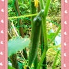 実ってる～っ(*￣∇￣*)の画像