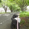 初夏のサイクリングロード散歩。の画像