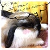 ツンデレです(//∇//)の画像