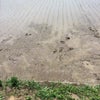 田植え作業(1759)の画像
