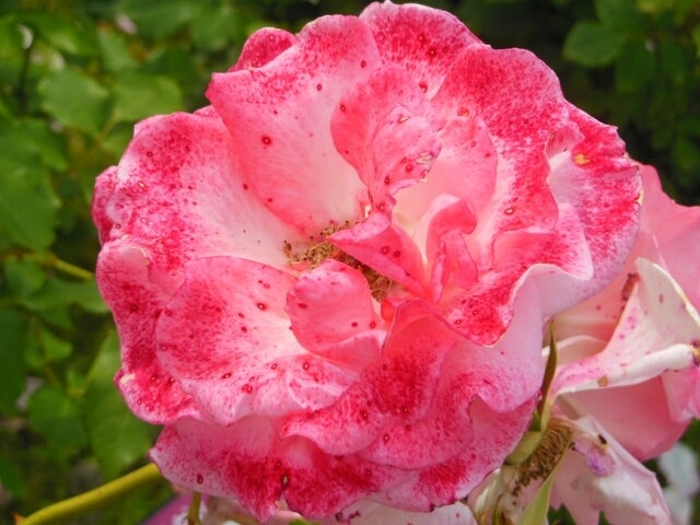 ブライダル ピンクバラの花言葉 華路 カロ 花photo 晴れた日は片手にカメラでお散歩スマホ写真 花 風景