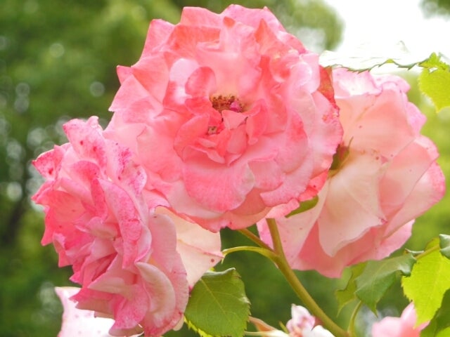 ブライダル ピンクバラの花言葉 華路 カロ 花photo 晴れた日は片手にカメラでお散歩スマホ写真 花 風景