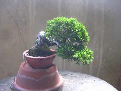 盆栽：ミニ真柏2本 | 盆栽工房 春嘉
