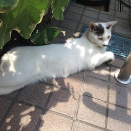 画像 門番にゃんこ(#^.^#) の記事より
