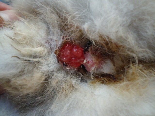 ウサギの直腸乳頭腫 大橋動物病院 幸手市 のブログ ウサギの直腸乳頭腫 大橋動物病院 幸手市 のブログ