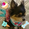 マフラーだぜ～っ！の画像