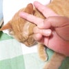ありがとうの画像