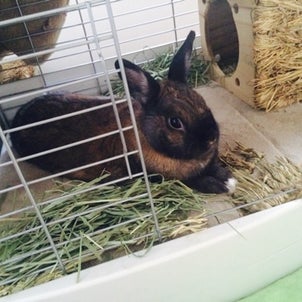 ヤマアラシのジレンマの画像