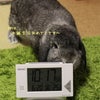お祝いチッコ(´∀｀)の画像