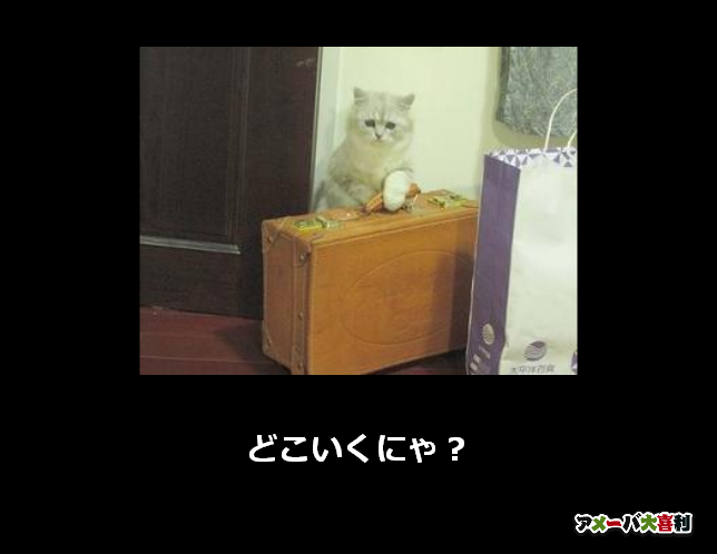 どこいくにゃ？