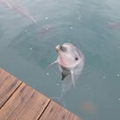 大分イルカ触れ合い＆うみたまご水槽ダイビングツアーの記事より