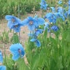 ヒマラヤの青いケシの花の画像