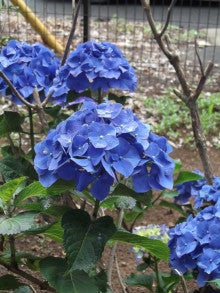 濃い青紫陽花