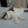 さすがに暑かったか。の画像