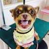 いちごのお友達の画像