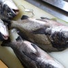 今日は沢山釣れました！の画像