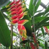 宇治市植物園　７/８の画像
