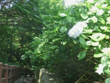階段国道を歩いてみた　〔紫陽花、咲きはじめたよ編〕の記事より