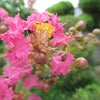 けさの庭　７/２１　サルスベリの画像