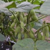枝豆づくりのボラバイトの画像