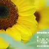 梅雨明けの画像