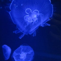 sumida aquarium
