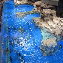 sumida aquarium