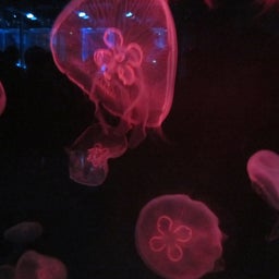 sumida aquarium