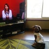 テレビ犬の画像
