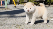 白い柴犬の子犬がもふもふで幸せ かわいい犬 猫 癒やし動画 けなげ組